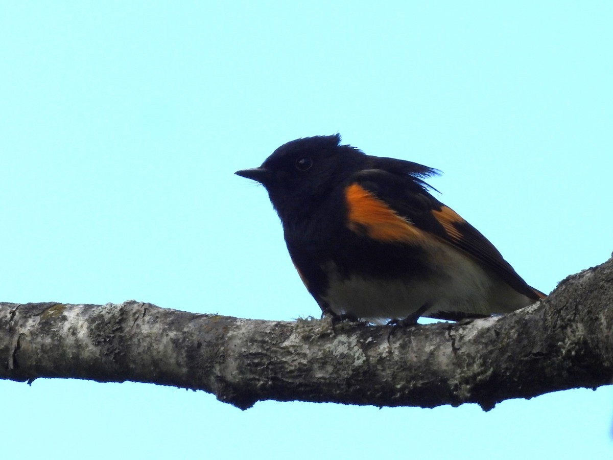 American Redstart - Susan Gratton