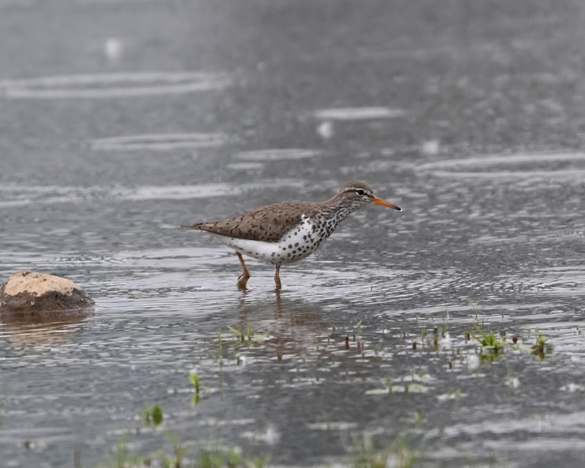 Spotted Sandpiper - Ralph Erickson