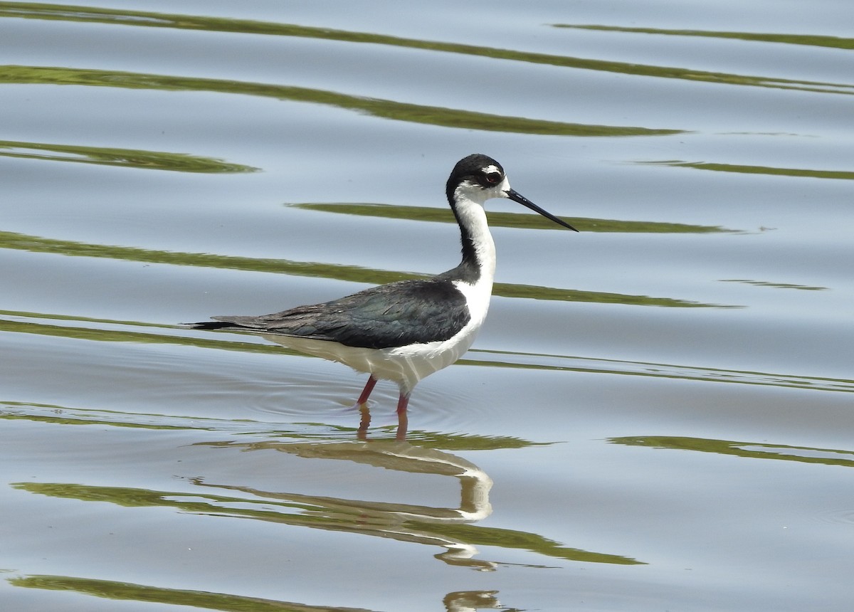 Black-necked Stilt - Carolyn Hinkle