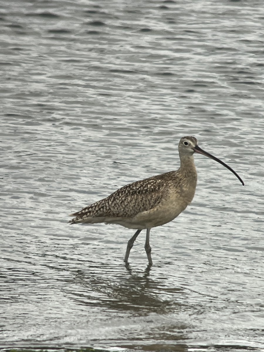 Long-billed Curlew - Judy Lantor