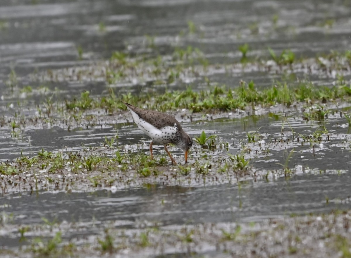 Spotted Sandpiper - Ralph Erickson