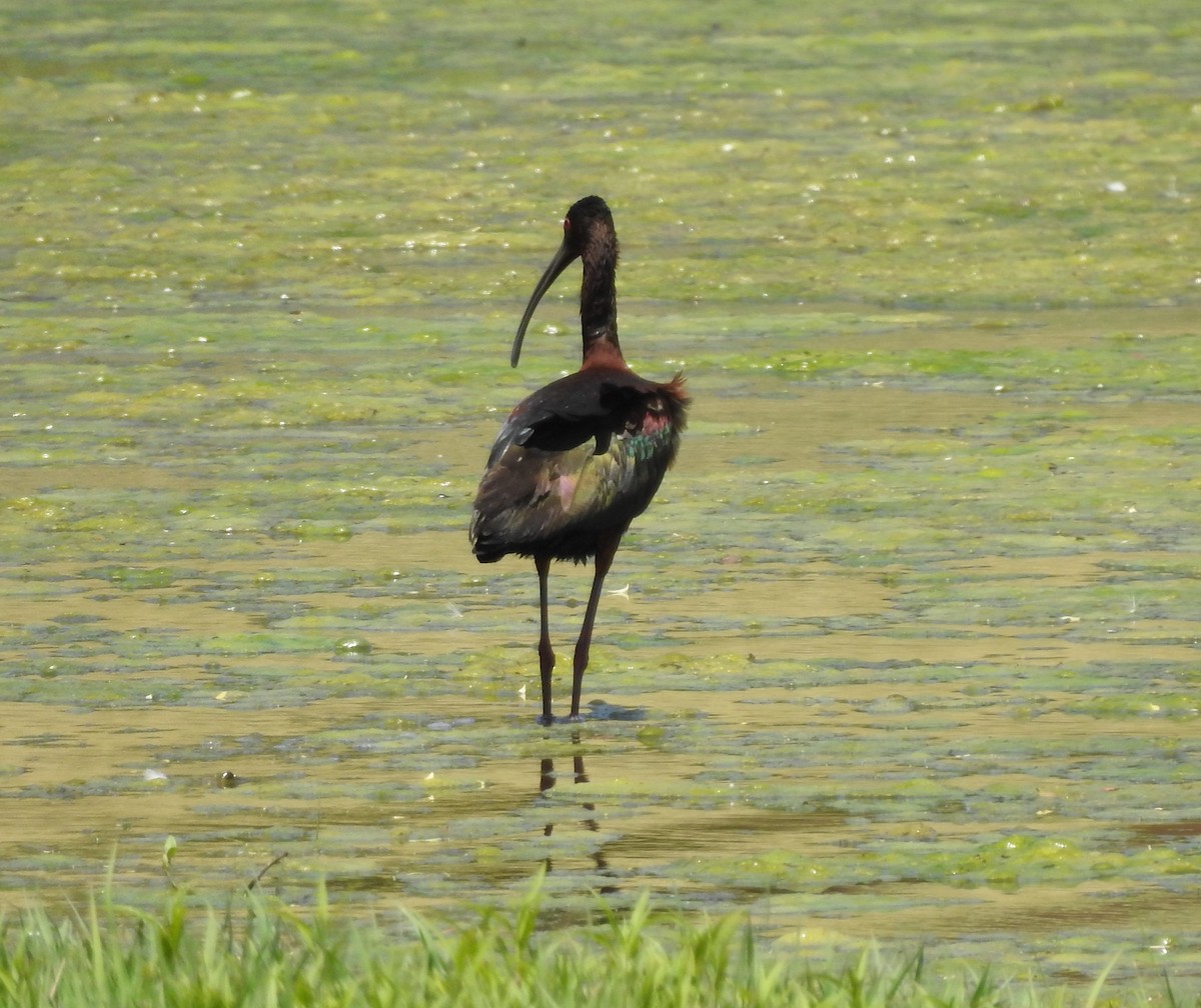 White-faced Ibis - Carolyn Hinkle