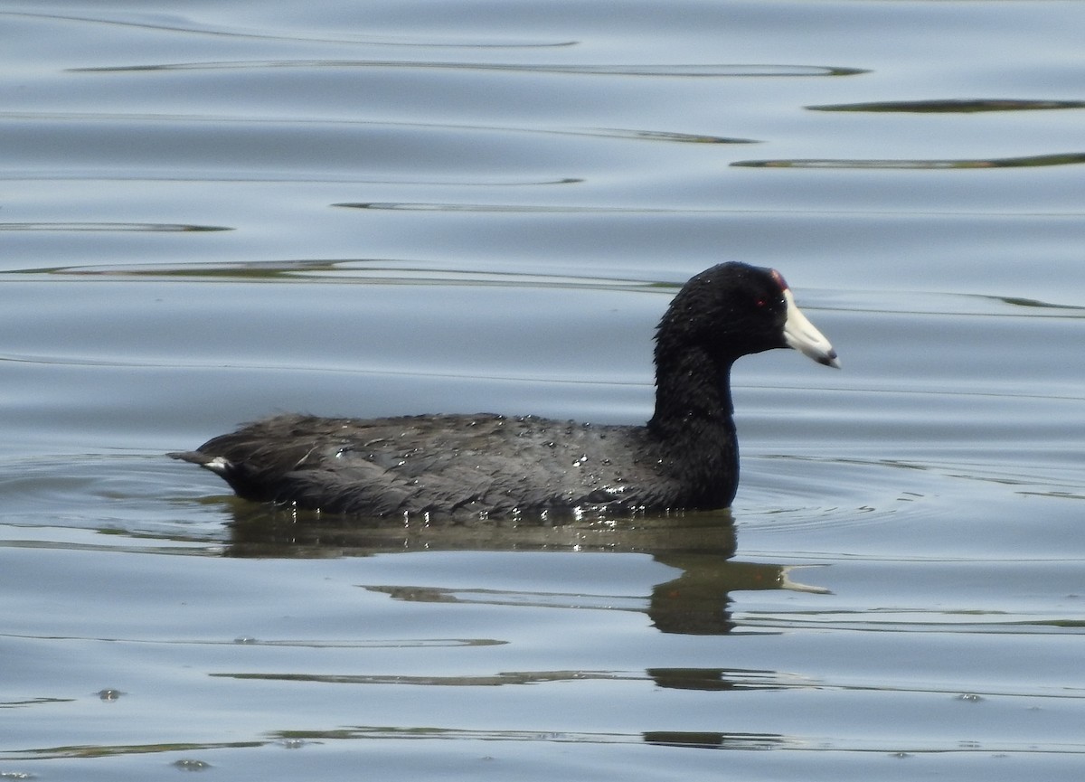 American Coot - Carolyn Hinkle