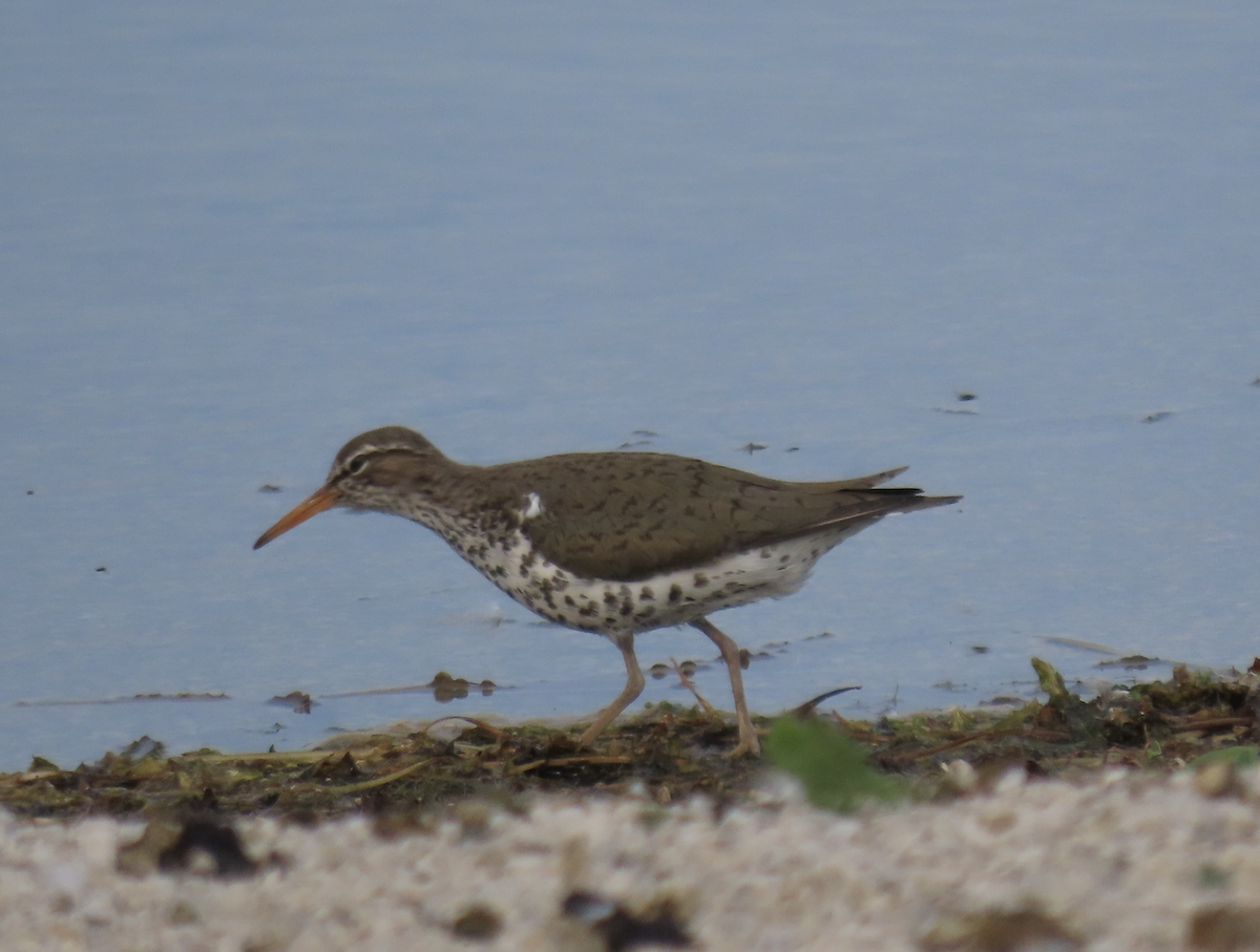 Spotted Sandpiper - Angie Trumbo