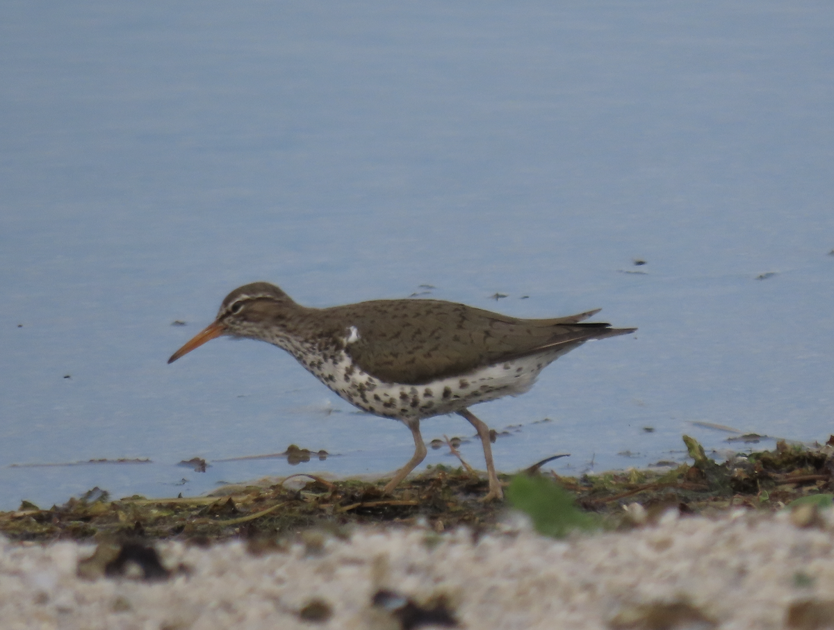 Spotted Sandpiper - ML619539644