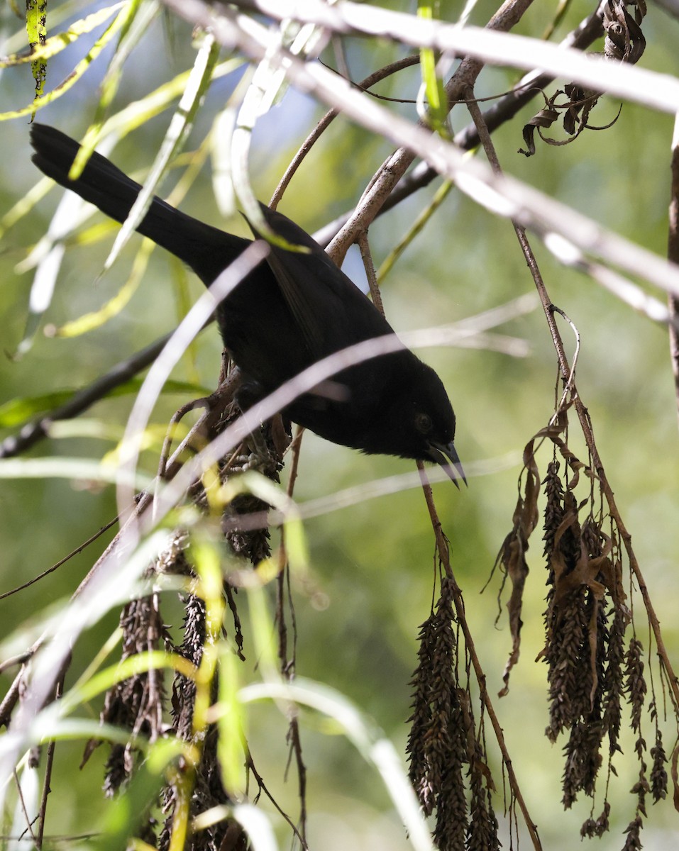 Variable Oriole - Anonymous