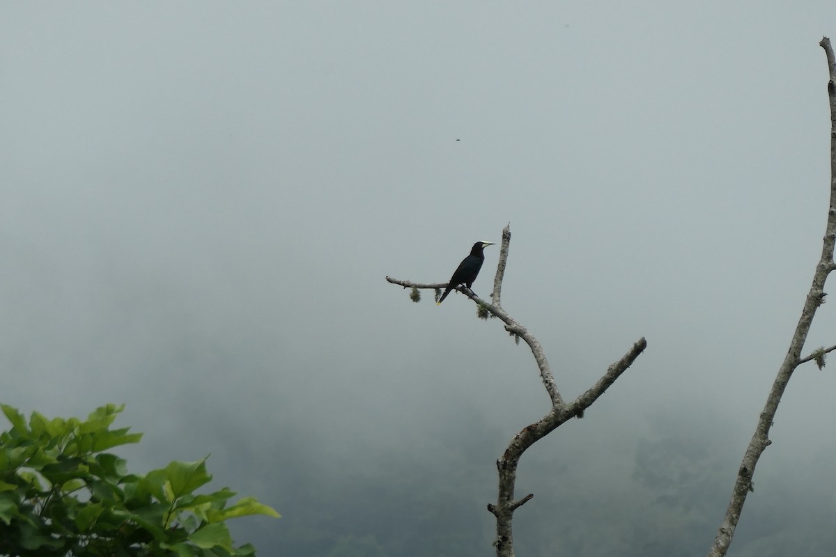 Yellow-billed Cacique - ML619539648