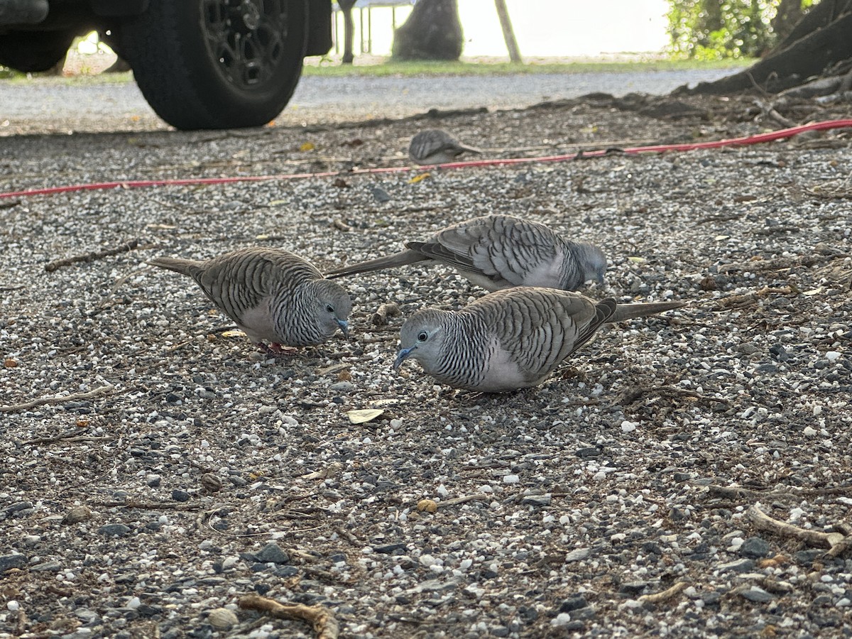 Peaceful Dove - ML619539650