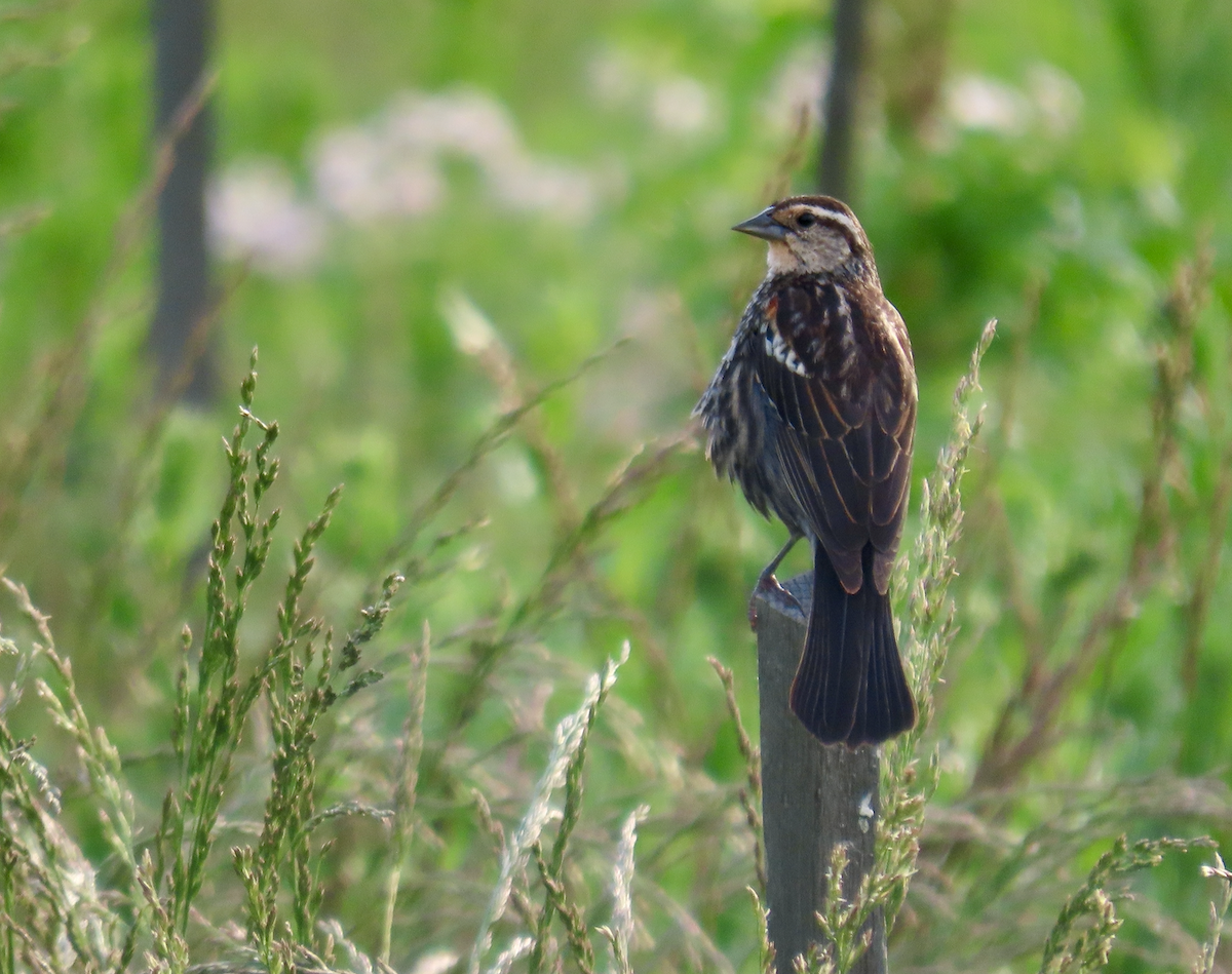 Red-winged Blackbird - Angie Trumbo