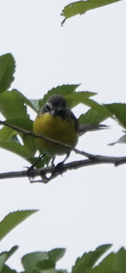 Yellow-breasted Chat - Katherine Steele