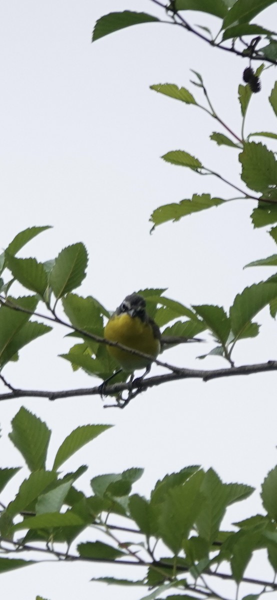 Yellow-breasted Chat - Katherine Steele