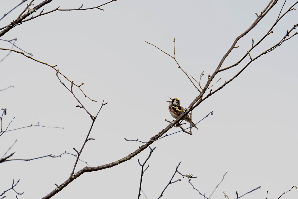 Chestnut-sided Warbler - Darryl Ryan