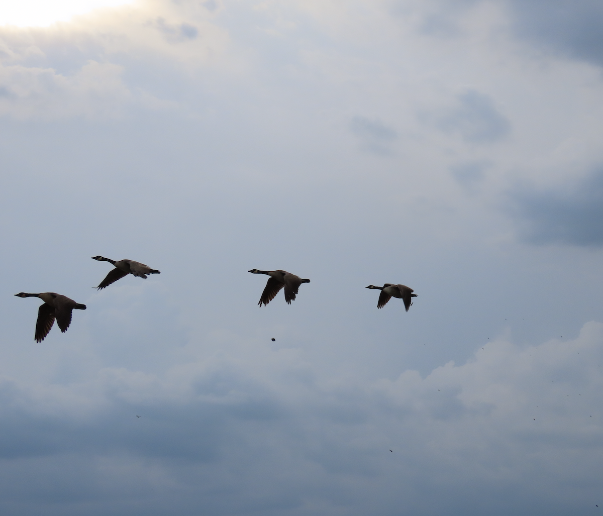 Canada Goose - Angie Trumbo