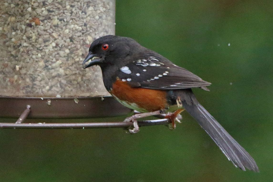 Spotted Towhee - Breck Breckenridge