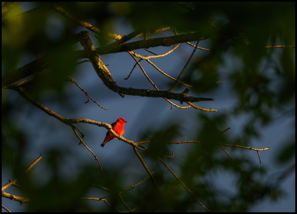 Scarlet Tanager - Jim Emery