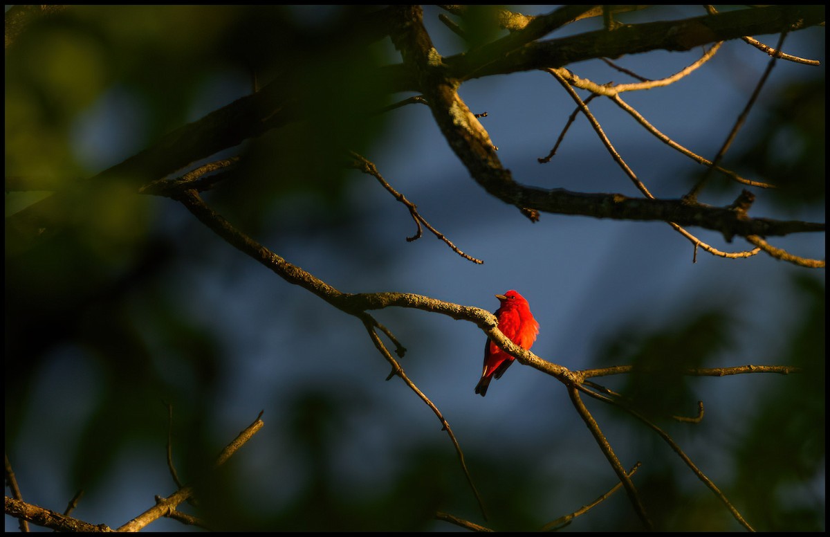 Scarlet Tanager - Jim Emery