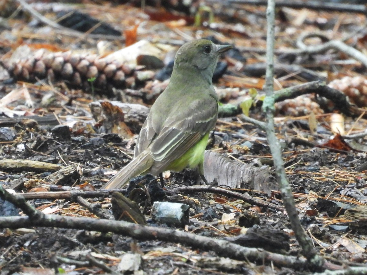 Great Crested Flycatcher - Susan Gowen