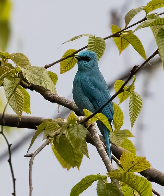 Verditer Flycatcher - Peter Seubert