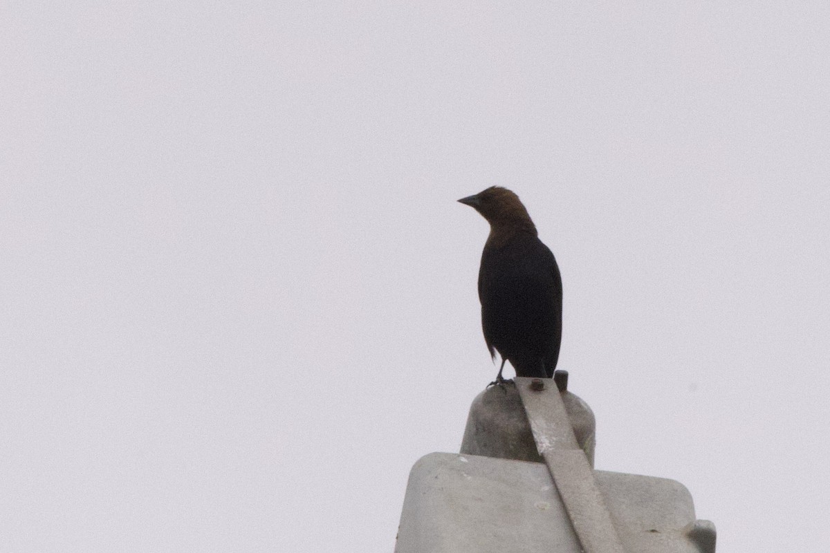 Brown-headed Cowbird - John Bruin