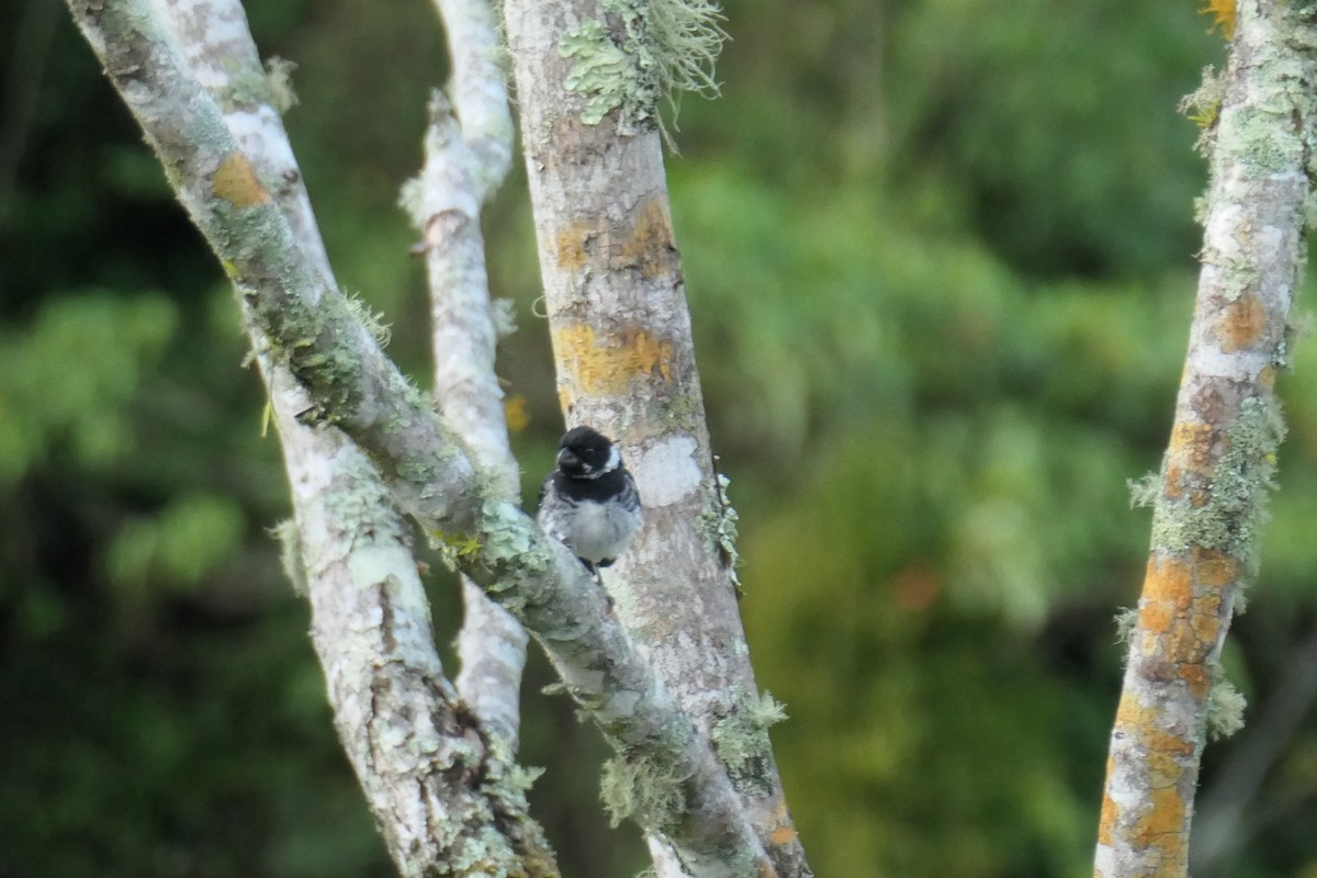 Variable Seedeater (Variable) - ML619539682