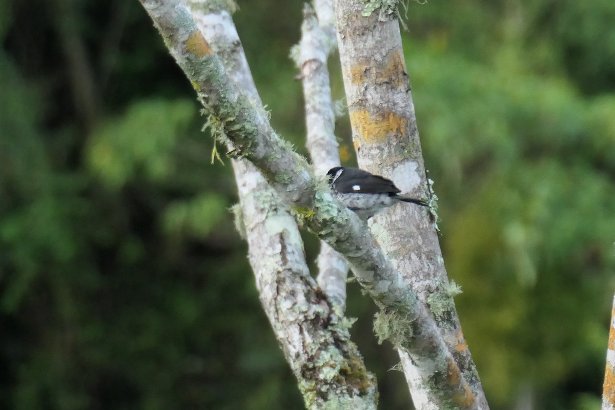 Variable Seedeater (Variable) - ML619539684