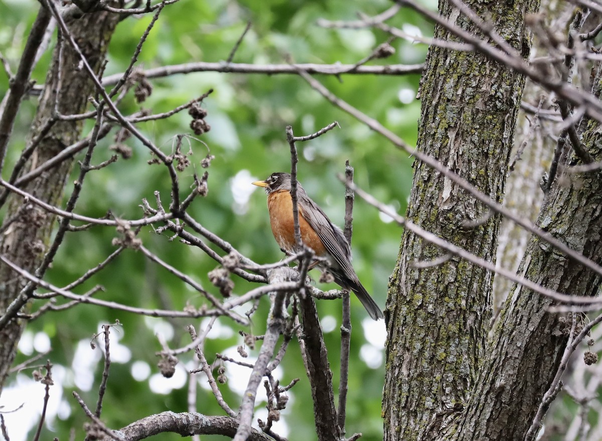 American Robin - Ben Breyette