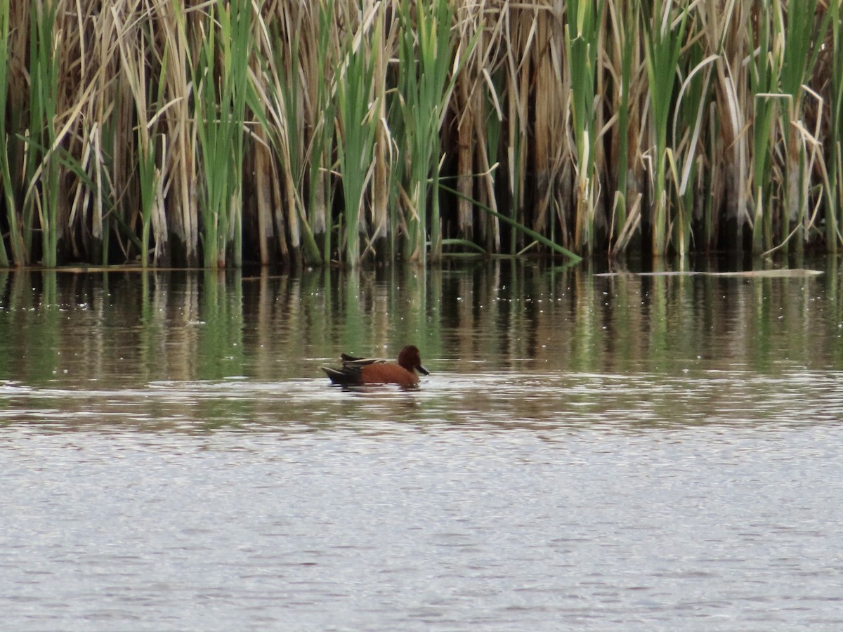 Cinnamon Teal - Sara Griesemer