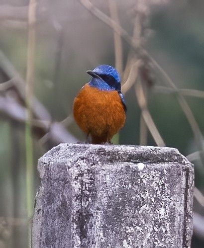 Blue-capped Rock-Thrush - Peter Seubert