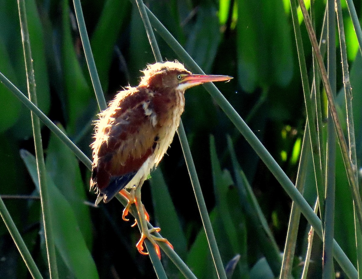 Least Bittern - Linda  Fell