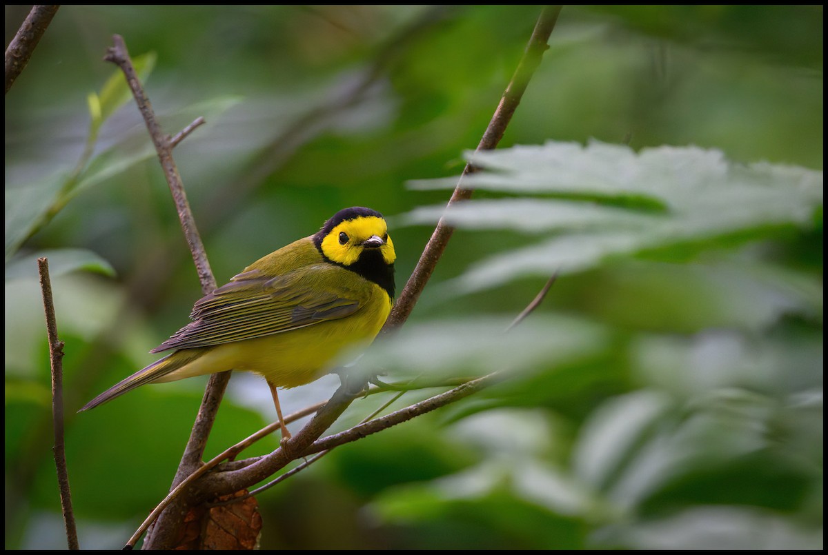 Hooded Warbler - Jim Emery