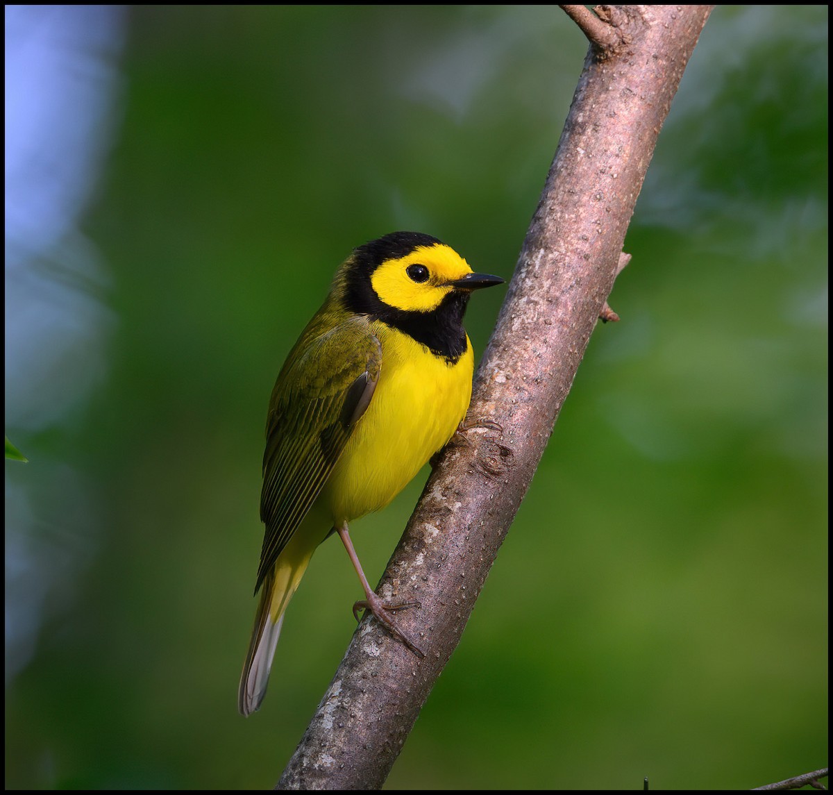 Hooded Warbler - Jim Emery