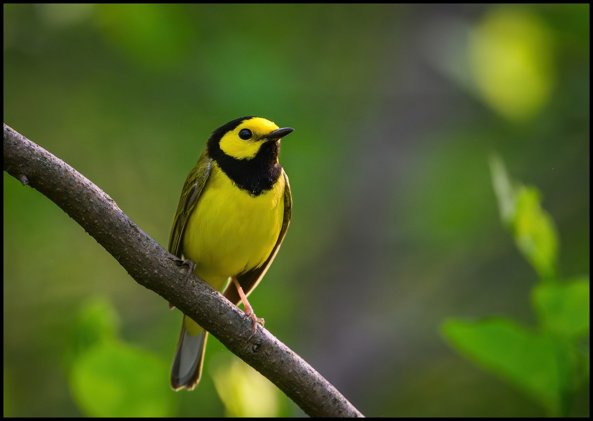 Hooded Warbler - Jim Emery