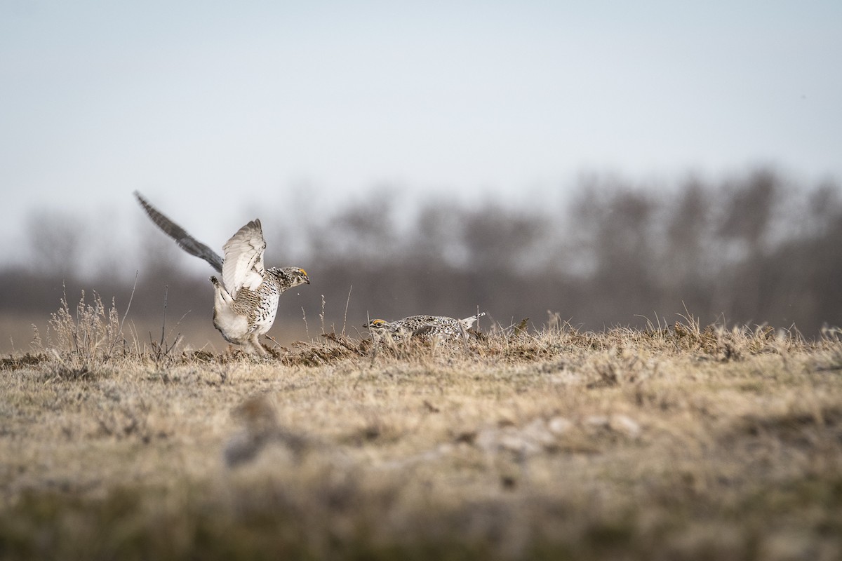 Sharp-tailed Grouse - Jameson Koehn