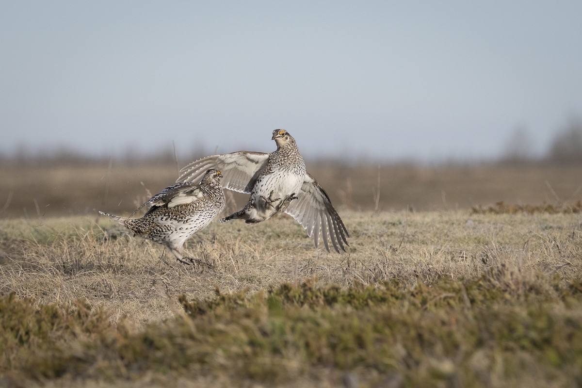 Sharp-tailed Grouse - Jameson Koehn