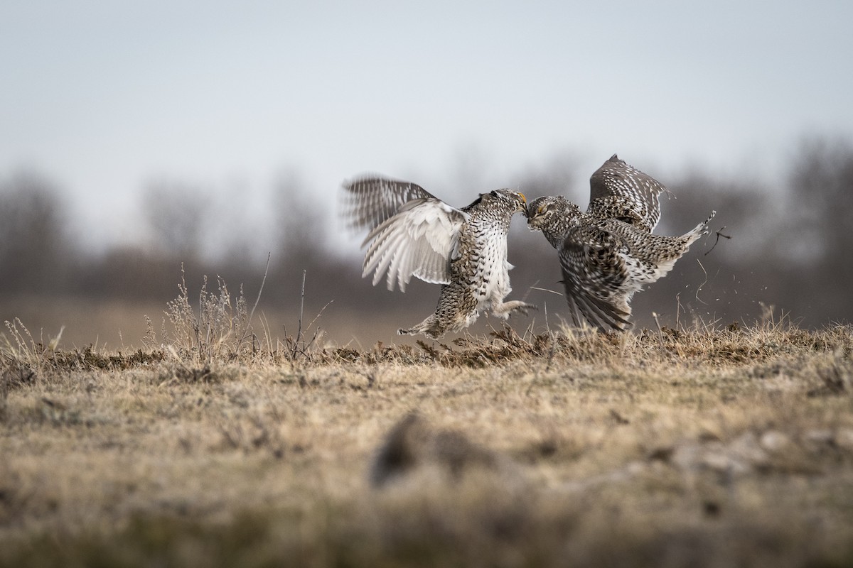 Sharp-tailed Grouse - Jameson Koehn