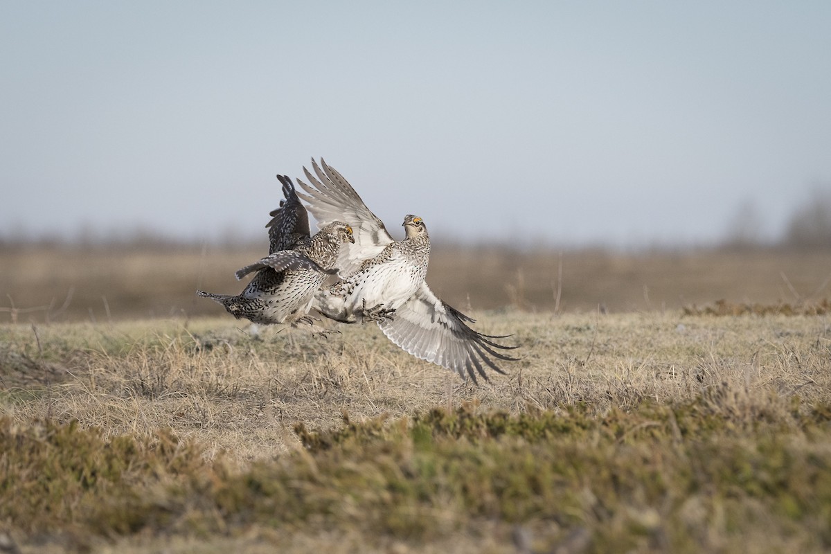 Sharp-tailed Grouse - Jameson Koehn