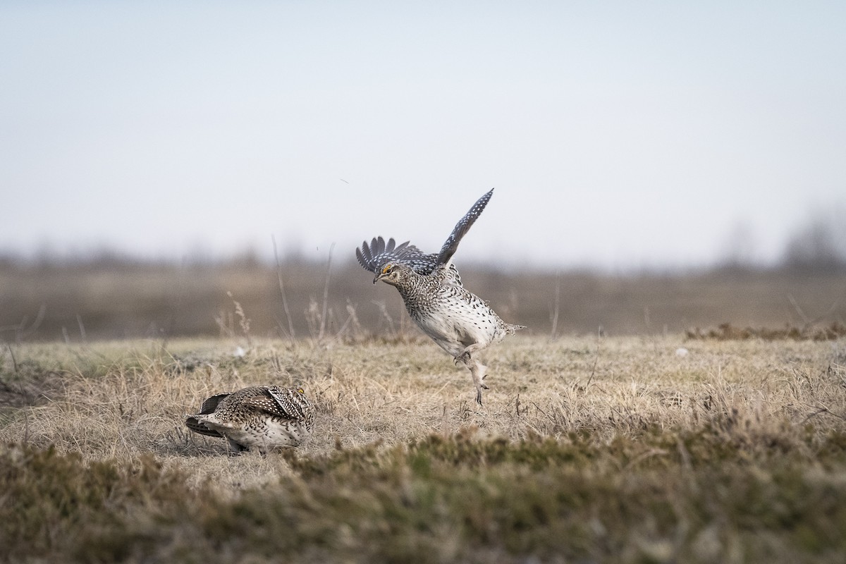 Sharp-tailed Grouse - Jameson Koehn