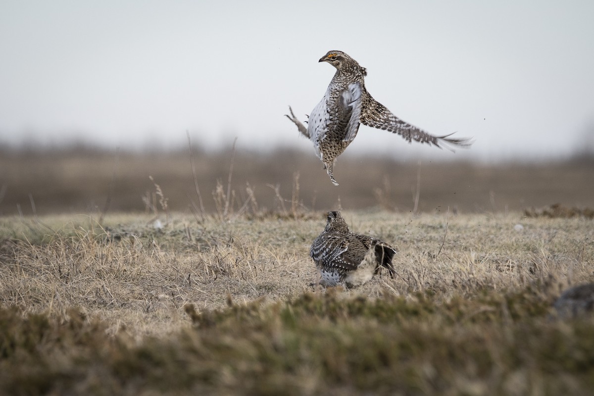 Sharp-tailed Grouse - Jameson Koehn