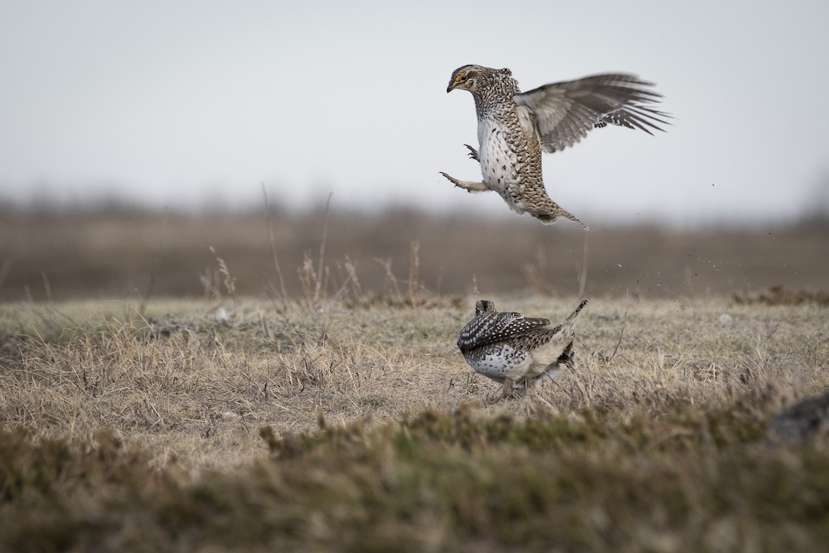 Sharp-tailed Grouse - Jameson Koehn