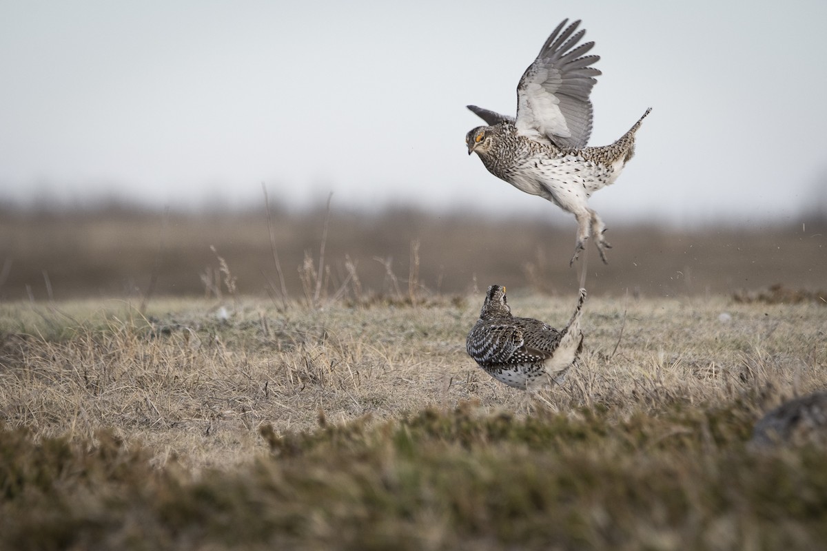 Sharp-tailed Grouse - Jameson Koehn