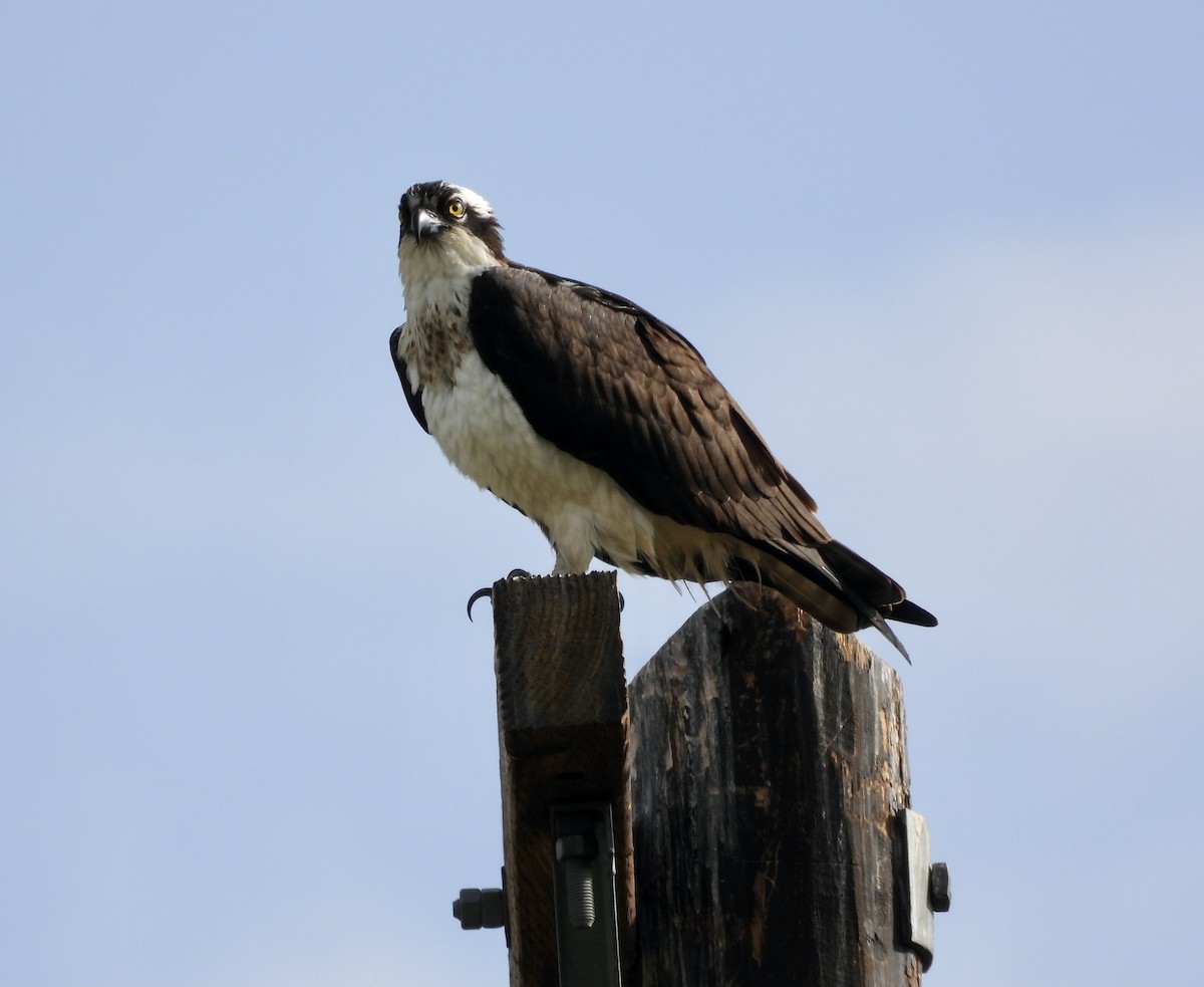 Osprey - Peter Smythe