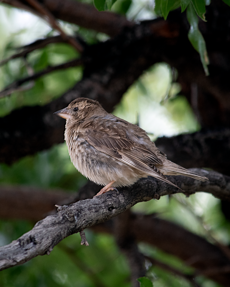 Rock Sparrow - Alireza Dindar