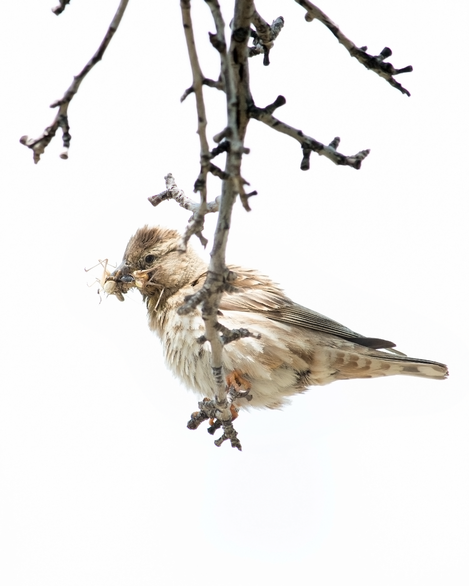 Rock Sparrow - Alireza Dindar