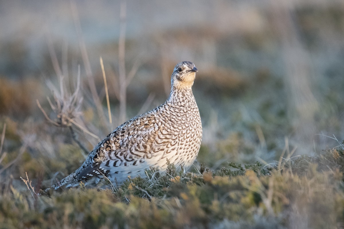 Sharp-tailed Grouse - Jameson Koehn