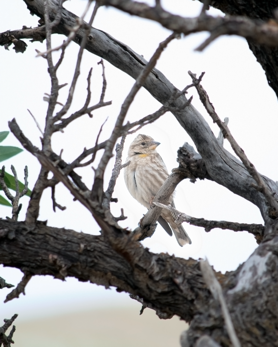 Rock Sparrow - Alireza Dindar