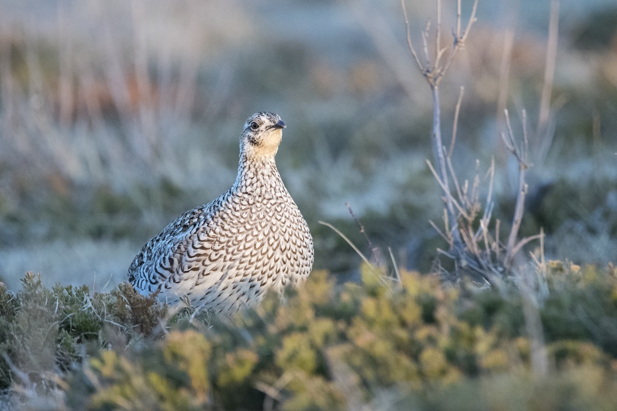 Sharp-tailed Grouse - Jameson Koehn