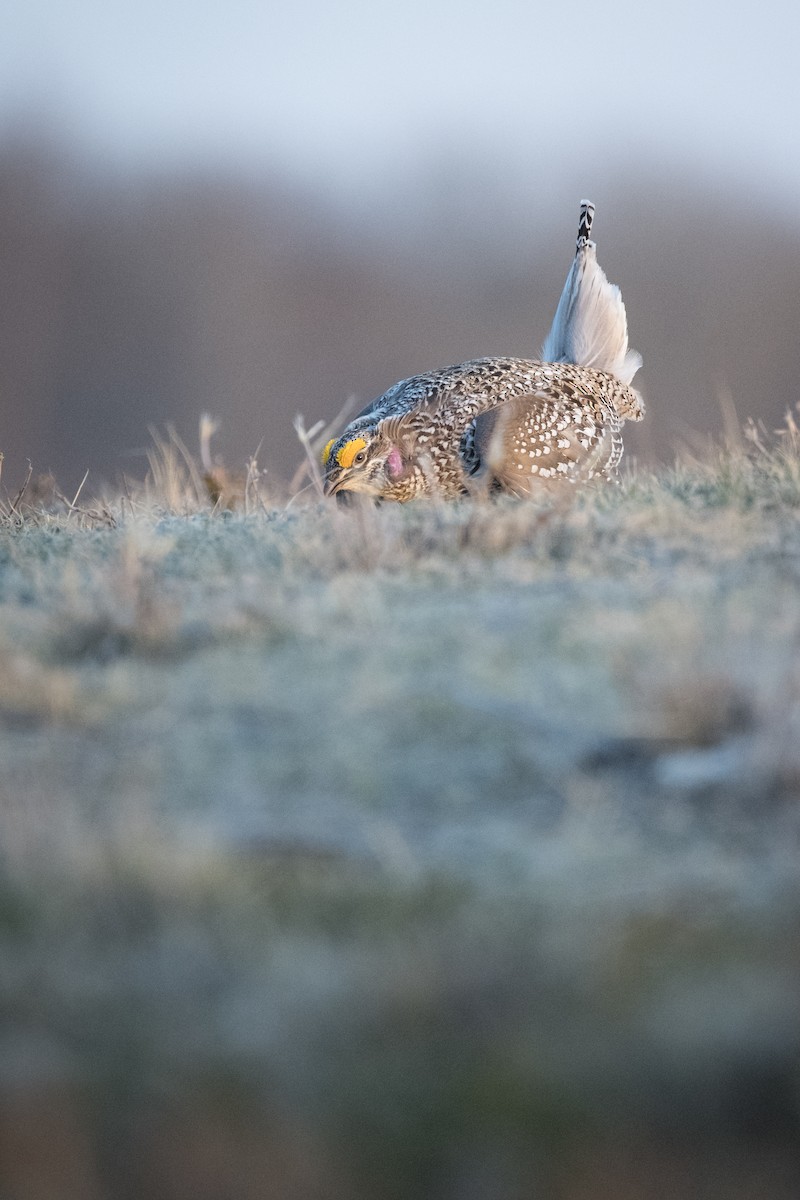 Sharp-tailed Grouse - Jameson Koehn