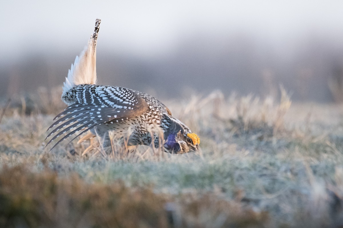 Sharp-tailed Grouse - Jameson Koehn