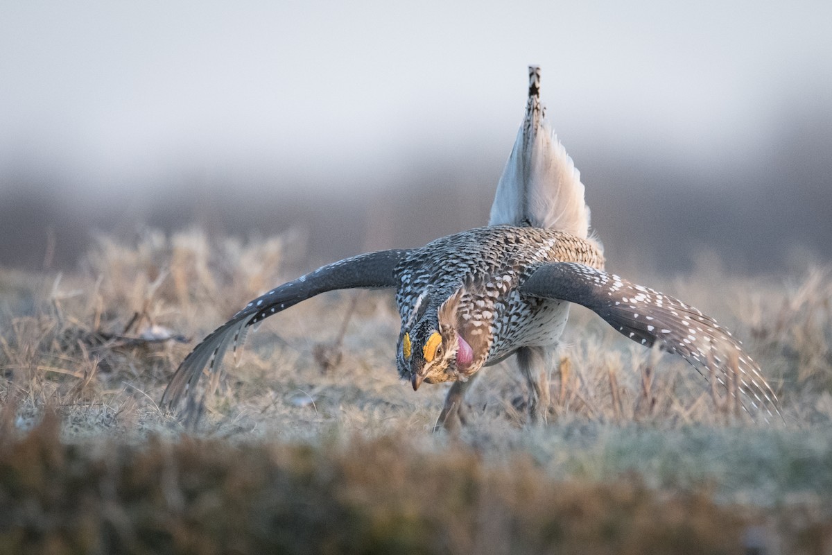 Sharp-tailed Grouse - Jameson Koehn