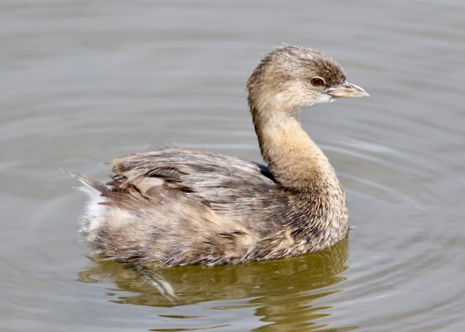 Pied-billed Grebe - Dave Bengston